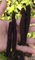 Pakistan Mulberry